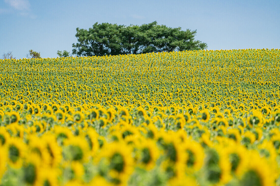 Sunflower field on the bike path around Lake Neusiedl in Burgenland, Austria