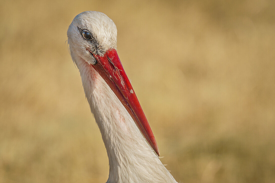 Stork in the Seewinkel National Park on Lake Neusiedl in Burgenland, Austria