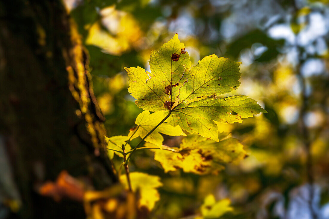 Herbstliches Ahornblatt im Abendlicht, Bayern, Deutschland, Europa