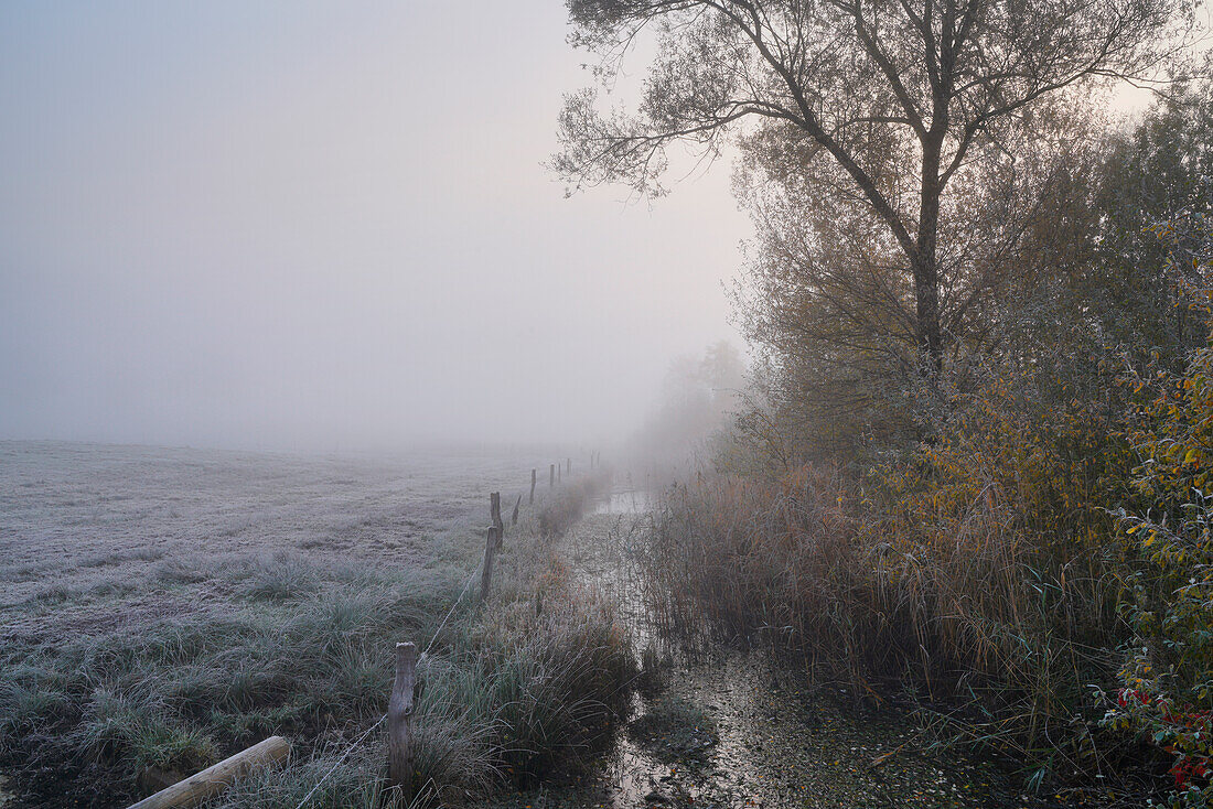 Mysterious foggy morning in the Murnauer Moos in autumn, Murnau, Bavaria, Germany, Europe