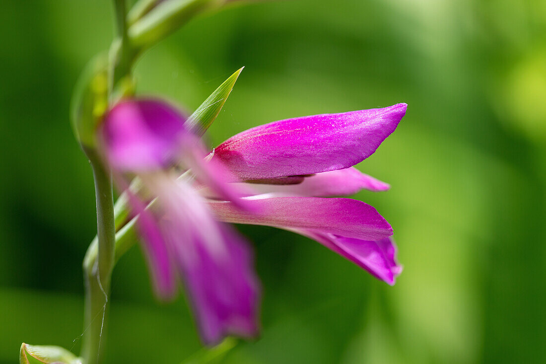 gladiolus, gladiolus italicus; blossom