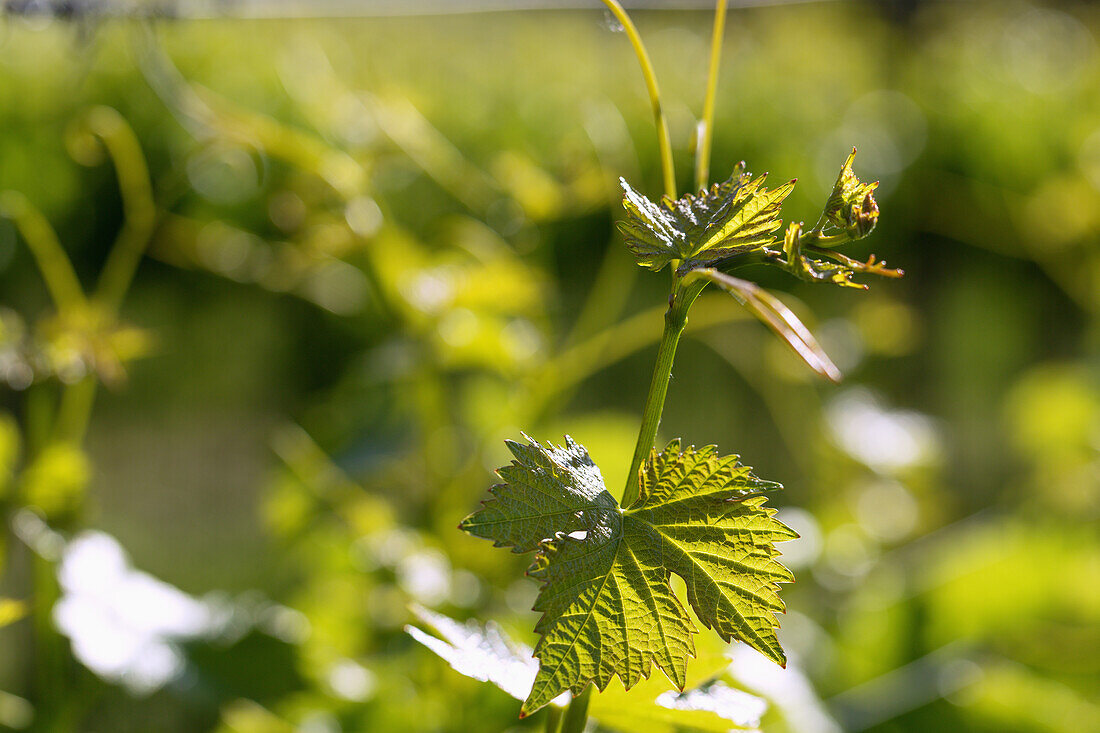 Noble grapevine, Vitis vinifera subsp. vinifera, tendril with vine leaves