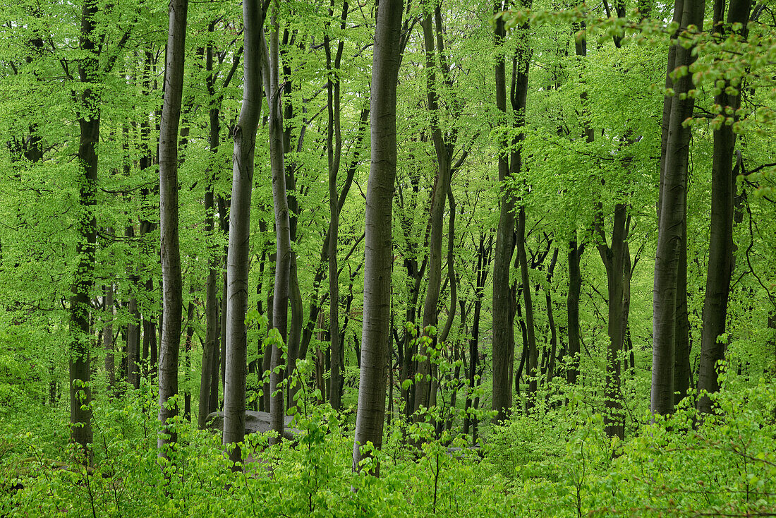 Fresh green in the beech forest at Felsenmeer in Lautertal, Odenwald, Hesse.