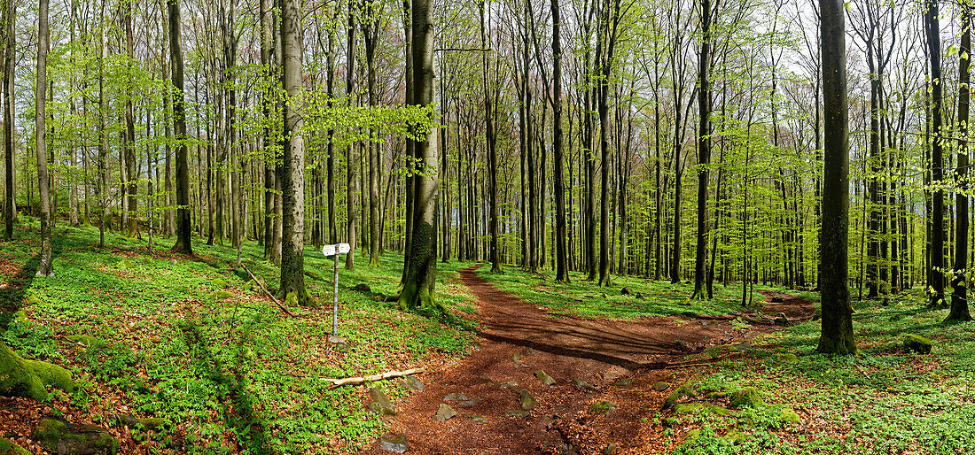 Inviting hiking trails at the foot of the Schafstein, Wasserkuppe, Rhön, Hesse, Germany.