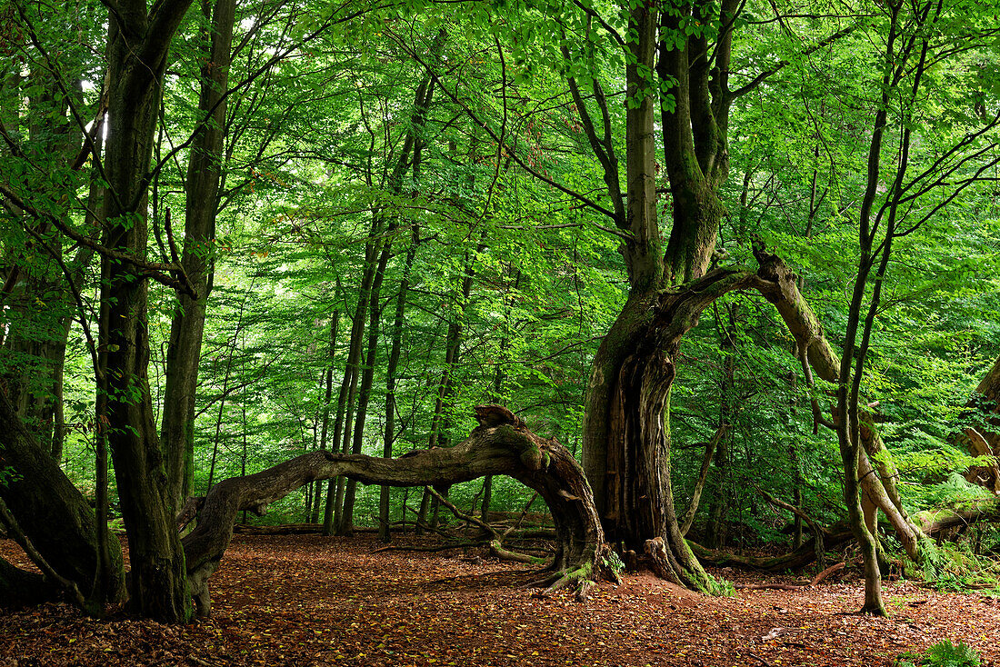 On the way in the Sababurg primeval forest, Reinhardswald Nature Park, Hesse, Germany.