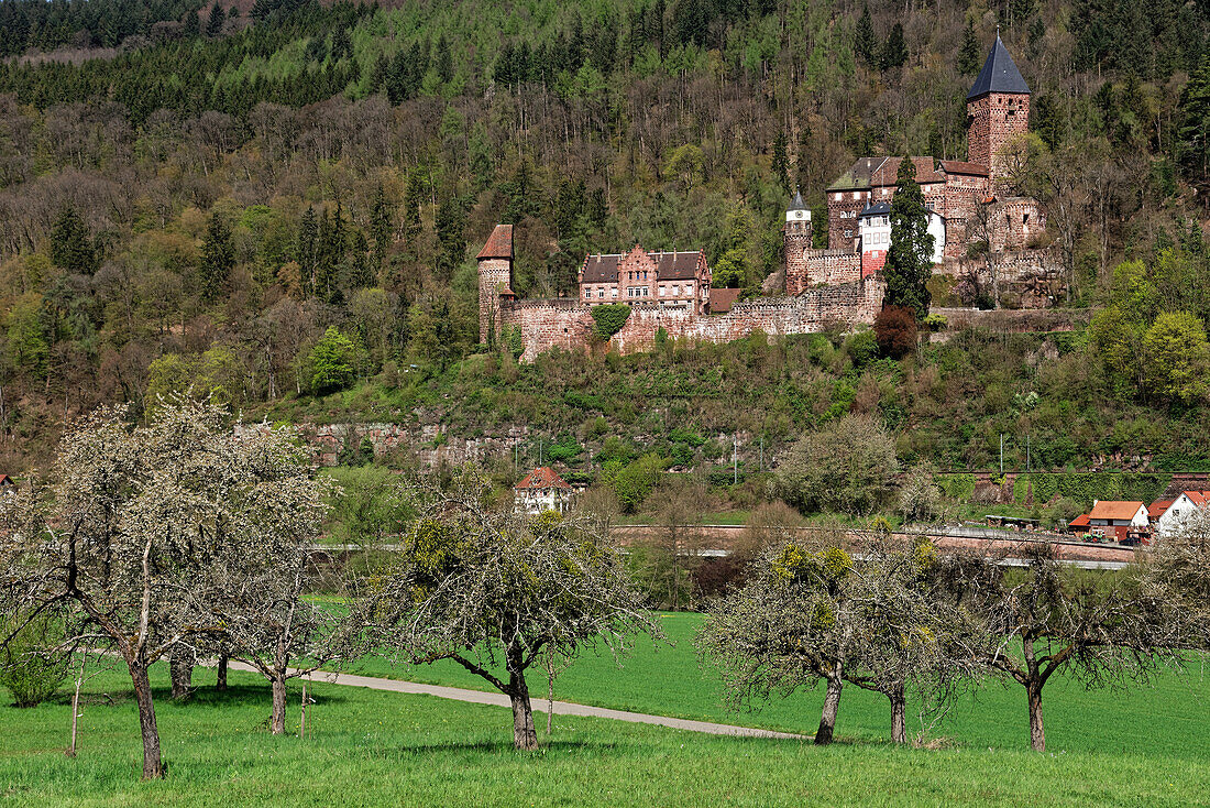 The impressive Schloss-Zwingenberg Fortress above the River Neckar in the Neckartal-Odenwald Nature Park, Baden-Württemberg, Germany.