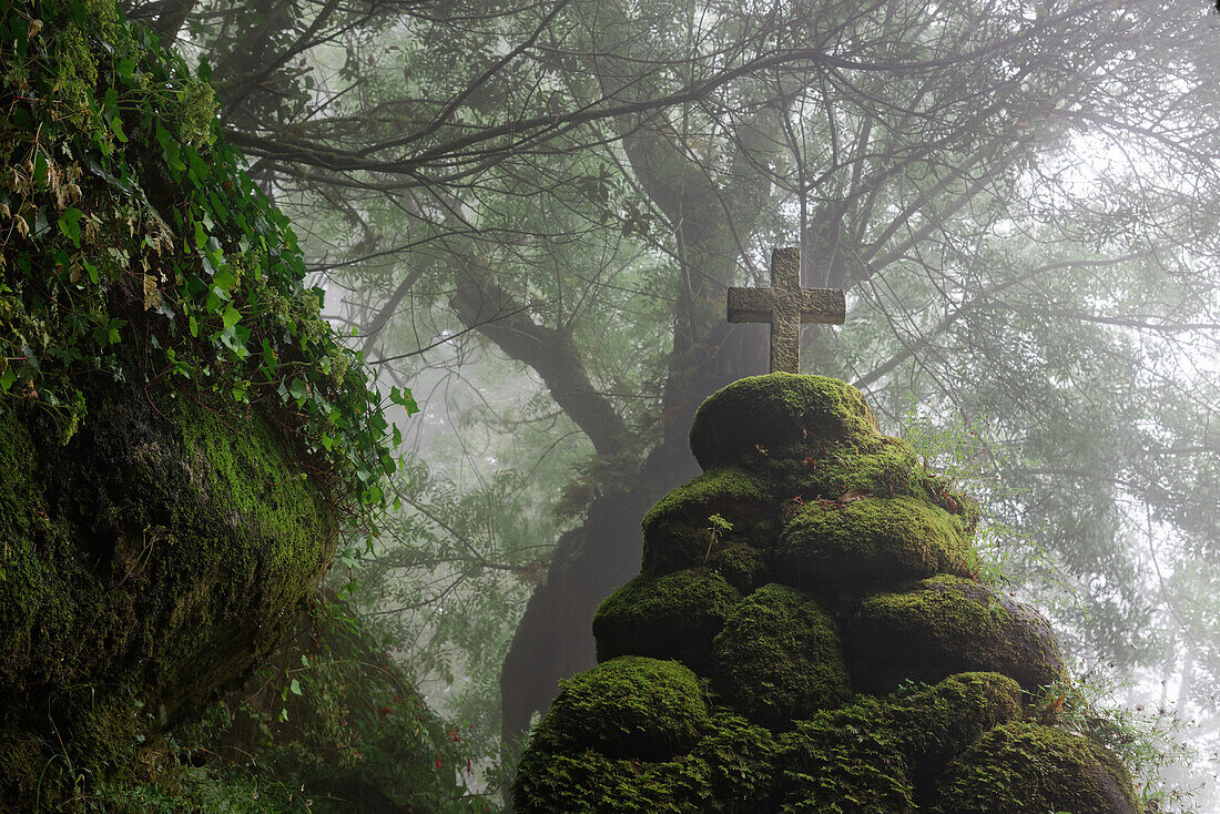 Fairytale forest near Convento dos Capuchos, Sintra, Portugal