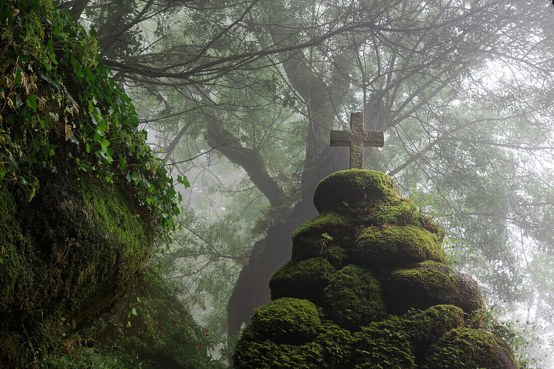 Märchenhafter Wald nahe dem Convento dos Capuchos, Sintra, Portugal