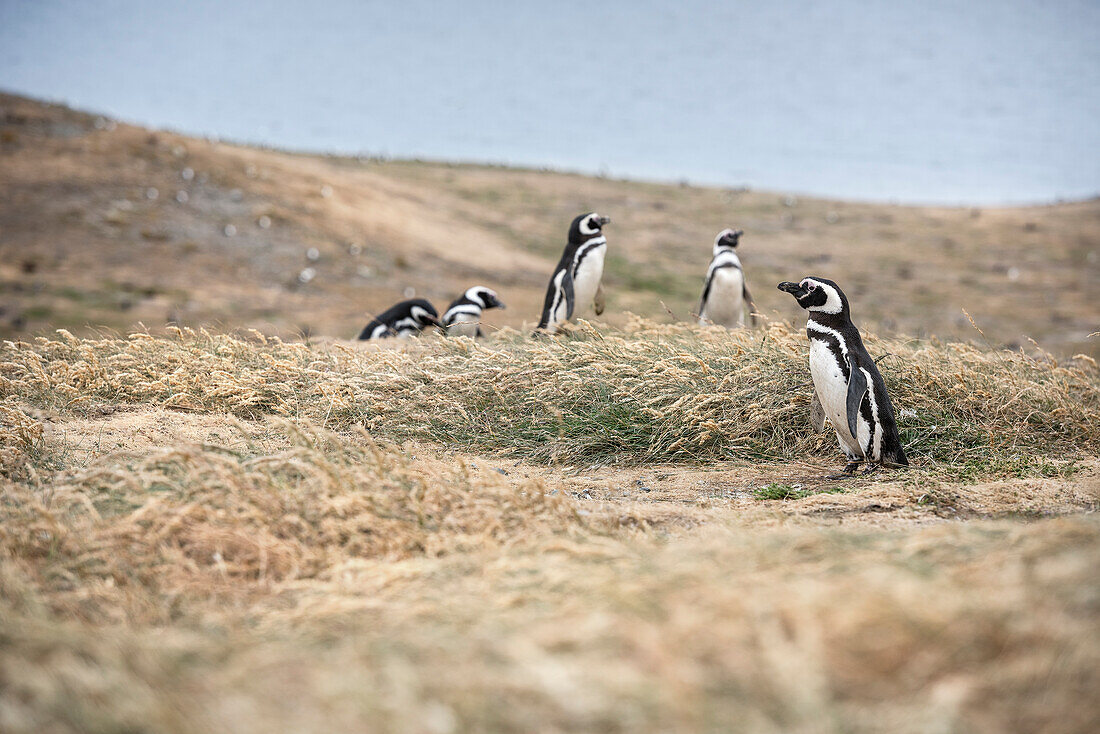 Magellan Pinguin Kolonie, Nationalpark Isla Magdalena, Punta Arenas, Patagonien, Chile, Südamerika