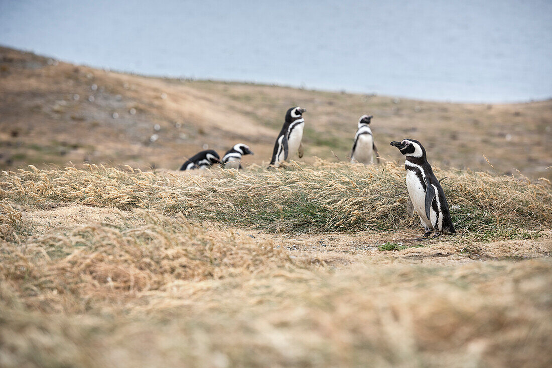 Magellanic penguin colony, Isla Magdalena National Park, Punta Arenas, Patagonia, Chile, South America