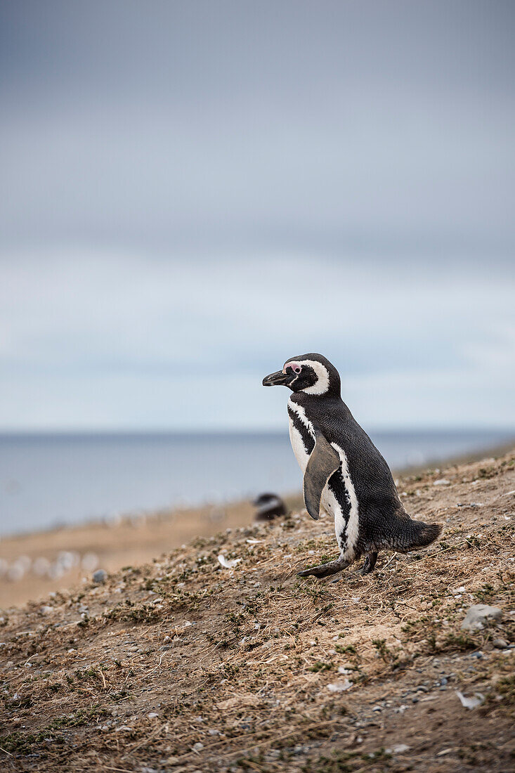 Magellan Pinguin, Nationalpark Isla Magdalena, Punta Arenas, Patagonien, Chile, Südamerika