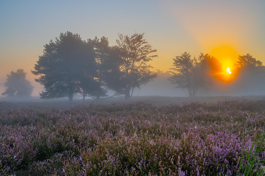 Sunrise in the Mehlinger Heide near Kaiserslautern, Rhineland-Palatinate, Germany