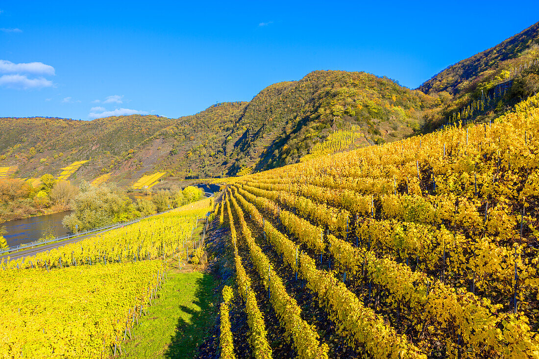 Vineyards near Bruttig-Fankel, Moselle, Rhineland-Palatinate, Germany