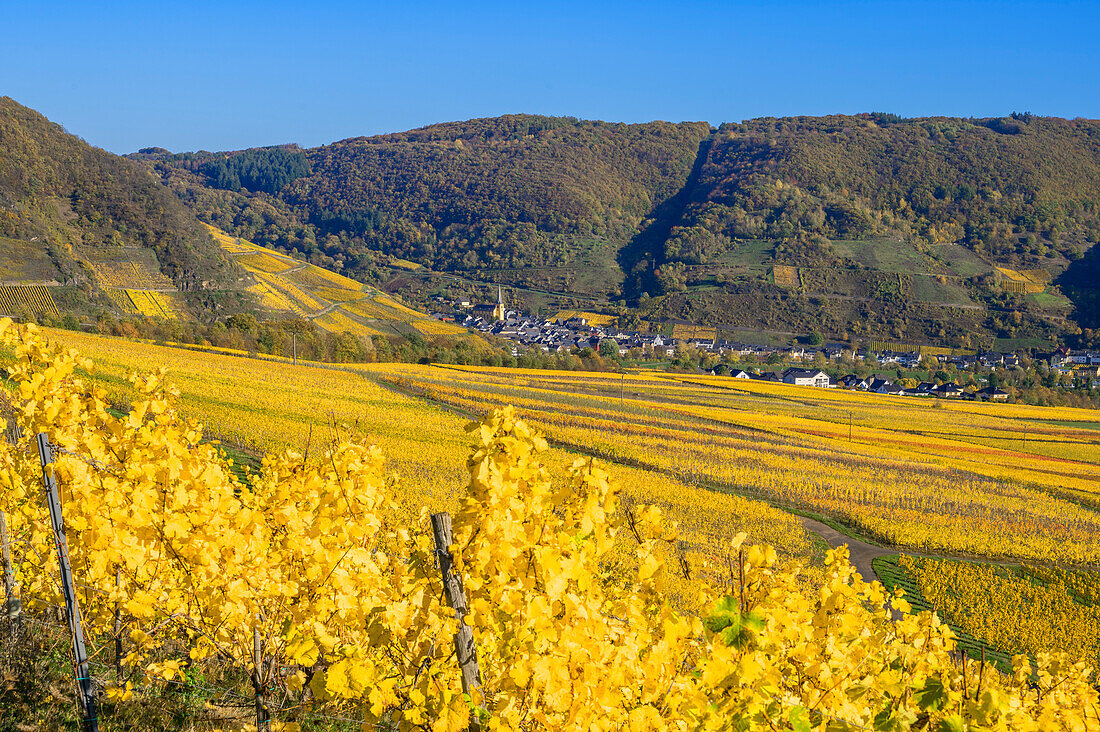 Blick auf Senheim, Mosel, Rheinland-Pfalz, Deutschland