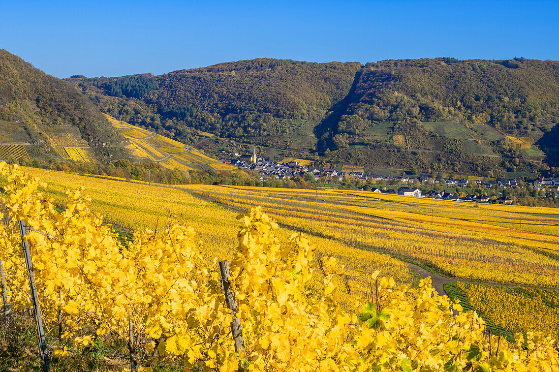 View of Senheim, Moselle, Rhineland-Palatinate, Germany
