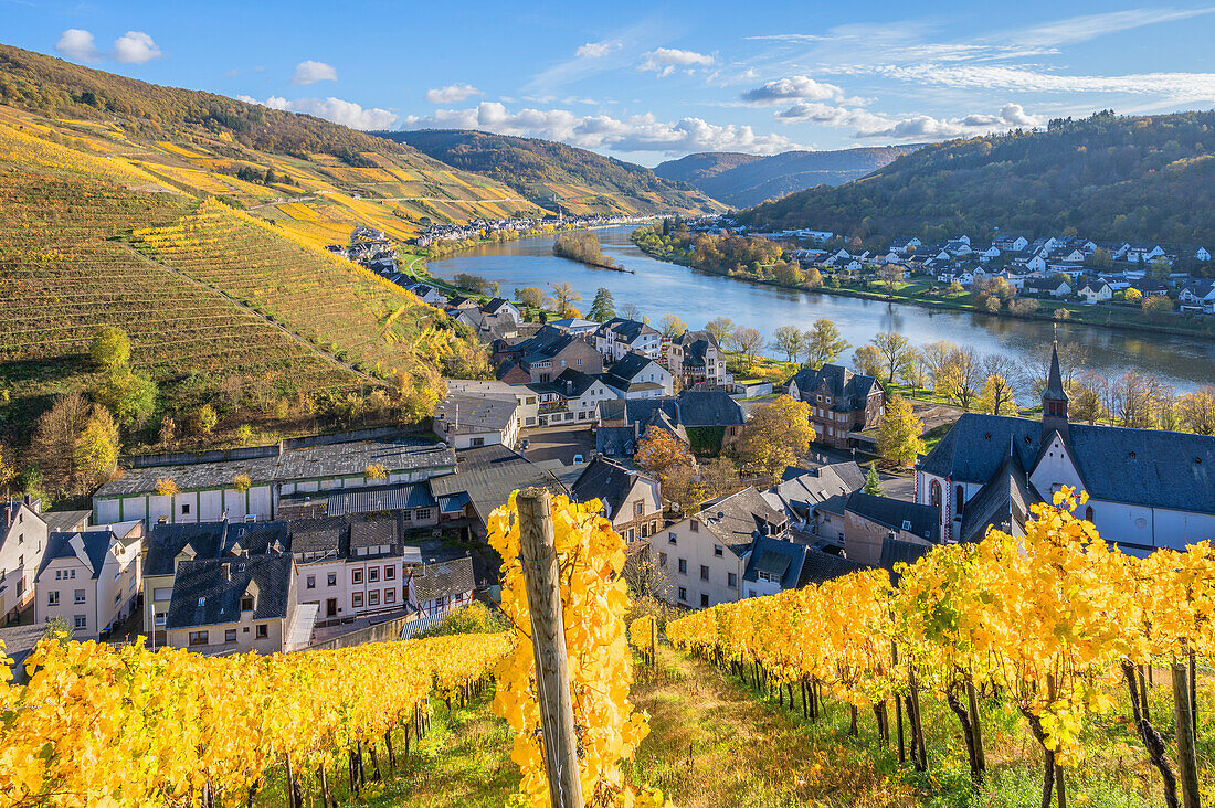 Vineyards near Zell, Moselle, Rhineland-Palatinate, Germany