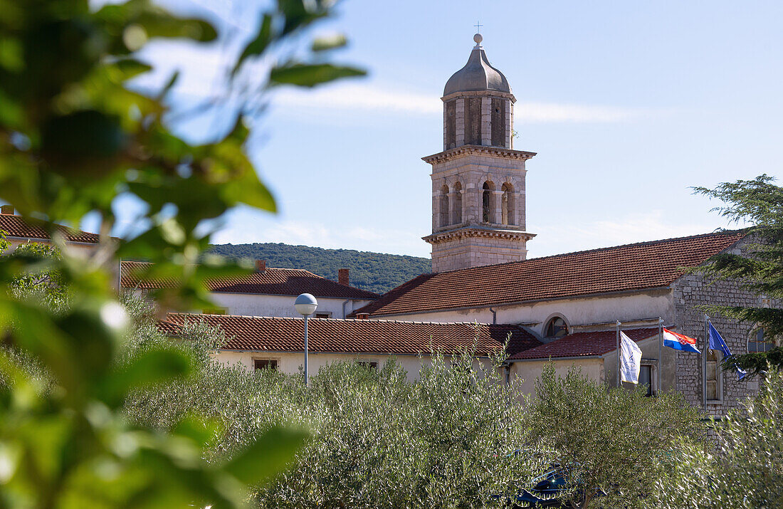 Cres town; island of Cres; Church of Sveti Frane, olive trees