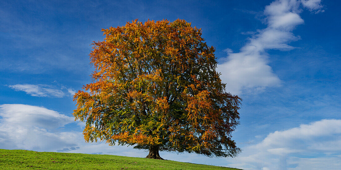 European beech, (Fagus sylvatica), in autumn, solitary tree near Rieden am Forggensee, Ostallgäu, Allgäu, Bavaria, Germany, Europe