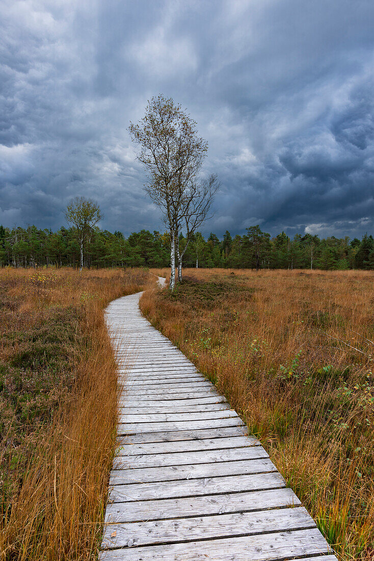 Besenheide (Calluna Vulgaris) Glockenheide (Erica tetralix) und Birken (Betula), Wurzacher Ried, Bad Wurzach, Oberschwaben, Baden-Württemberg, Deutschland, Europa