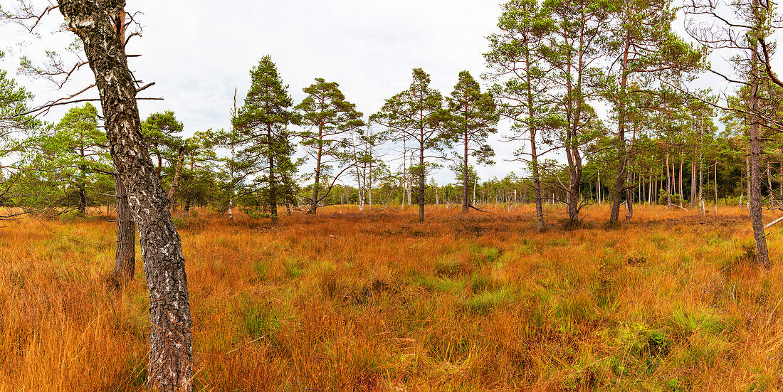 Common heather (Calluna vulgaris), bell heather (Erica tetralix) and pines (Pinus), Wurzacher Ried, Bad Wurzach, Upper Swabia, Baden-Württemberg, Germany, Europe