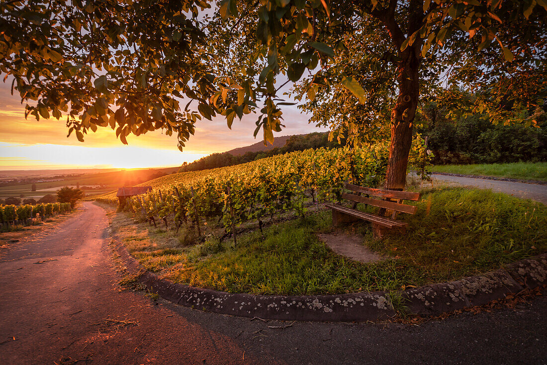Golden evening mood in the vineyards, Iphofen, Kitzingen, Lower Franconia, Franconia, Bavaria, Germany, Europe
