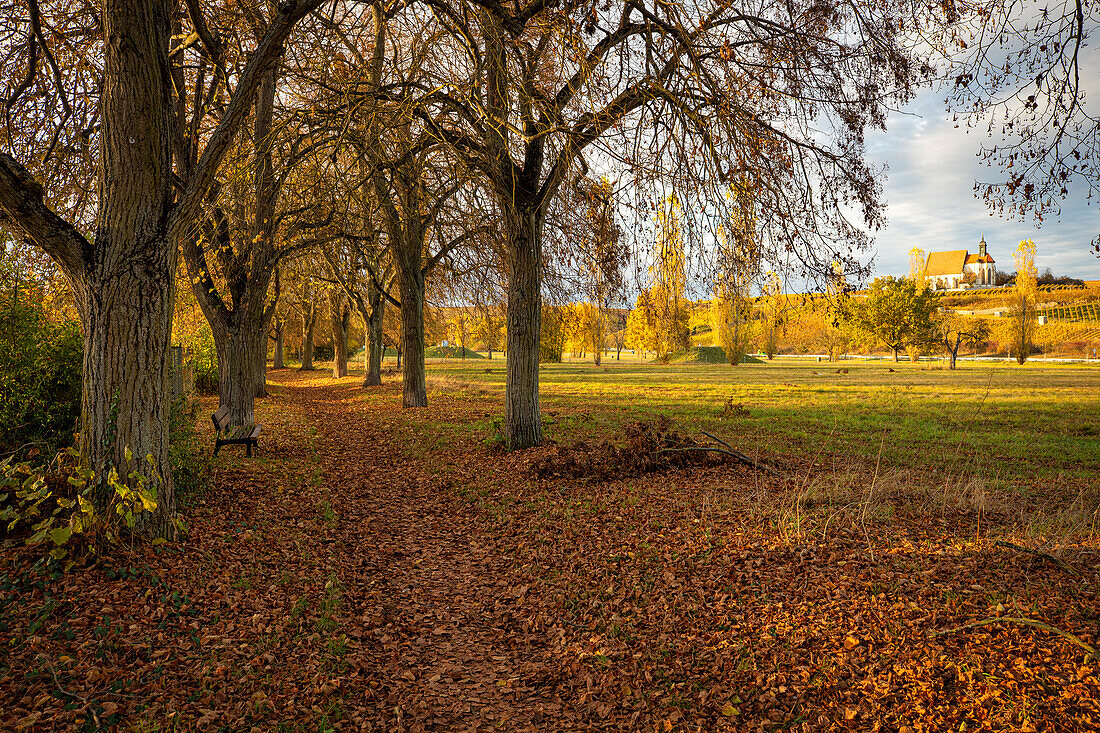 Late autumn near Volkach, Kitzingen, Lower Franconia, Franconia, Bavaria, Germany, Europe