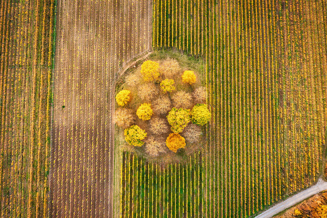 Die Weinlage Brand im Herbstkleid, Volkach, Kitzingen, Unterfranken, Franken, Bayern, Deutschland, Europa