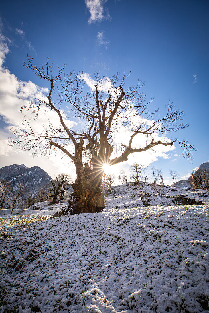 Early winter near Soazza, Graubünden, Switzerland, Europe