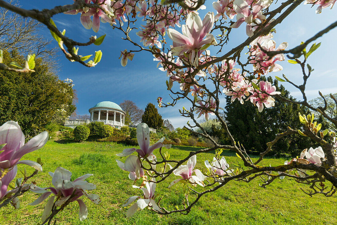 Blooming magnolia in front of the Beethoven Temple, Kurpark, Baden near Vienna, Lower Austria, Austria