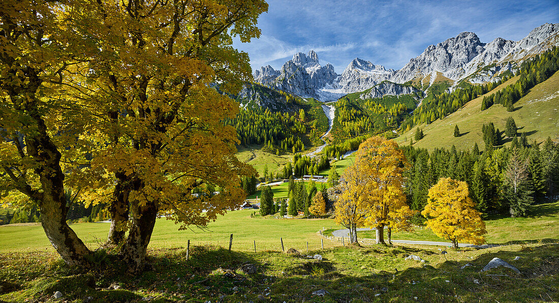 Bergahorn auf der Hofalm, Bischofsmütze, Filzmoos,  Salzburg, Österreich