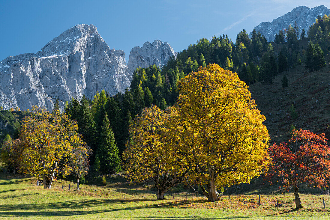 Bergahornbäume auf der Hofalm, Salzburg, Filzmoos, Österreich