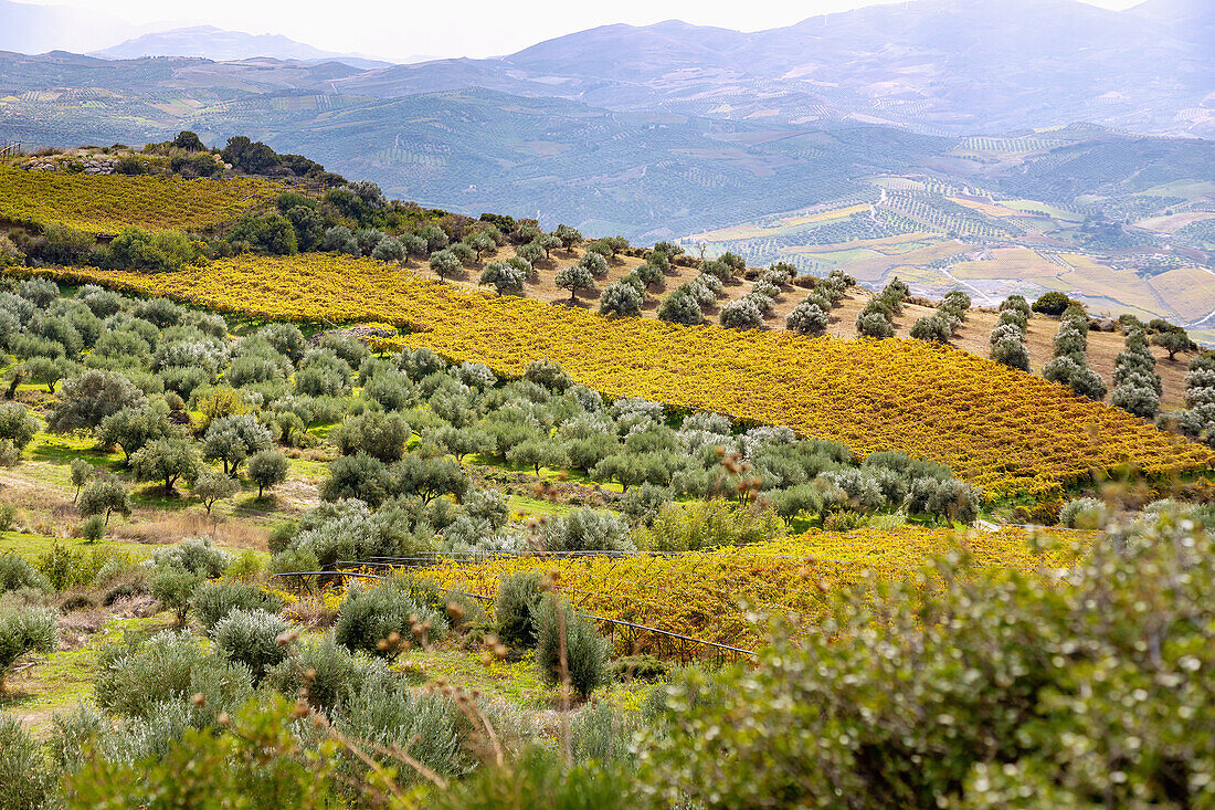 Archanes, Weinbauregion, griechische Insel, Kreta, Griechenland