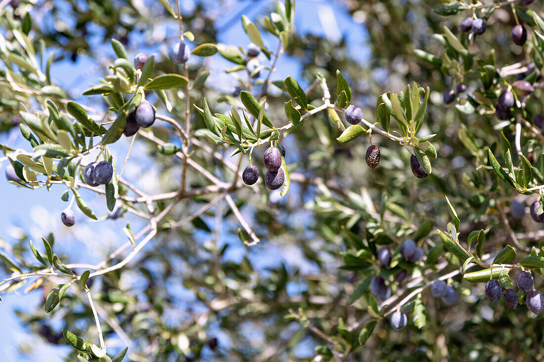schwarze Oliven, Olivenbaum, griechische Insel, Kreta, Griechenland