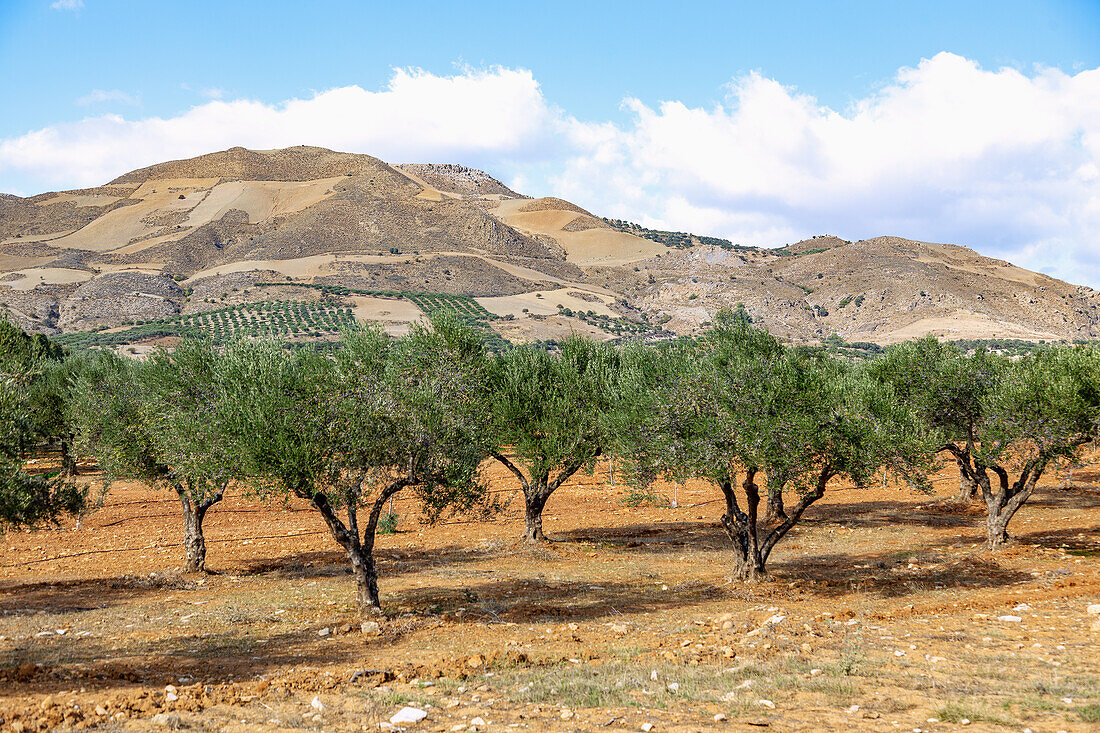 Messara plain; olive trees
