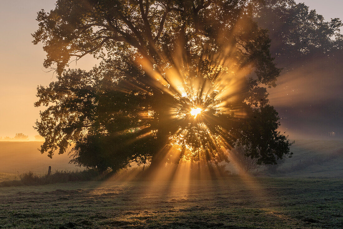 Glorious autumn morning light illuminates a large old oak tree, Bernried, Bavaria Germany