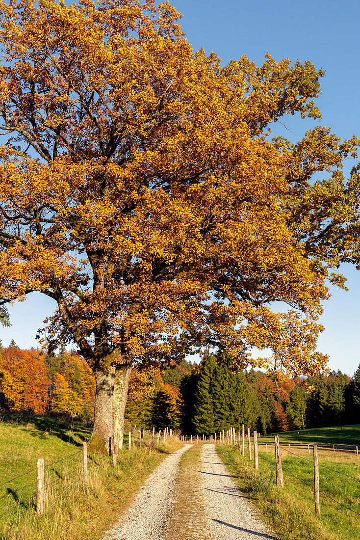 Wanderweg auf der Aidlinger Höhe im Oktober, Aidling, Murnau, Bayern, Deutschland, Europa