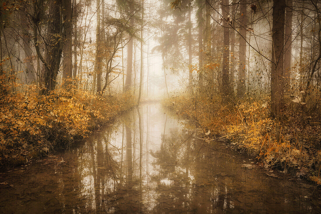 Der Auwald von Weilheim im geheimnisvollen Morgenlicht im Herbst, Weilheim, Bayern, Deutschland                 