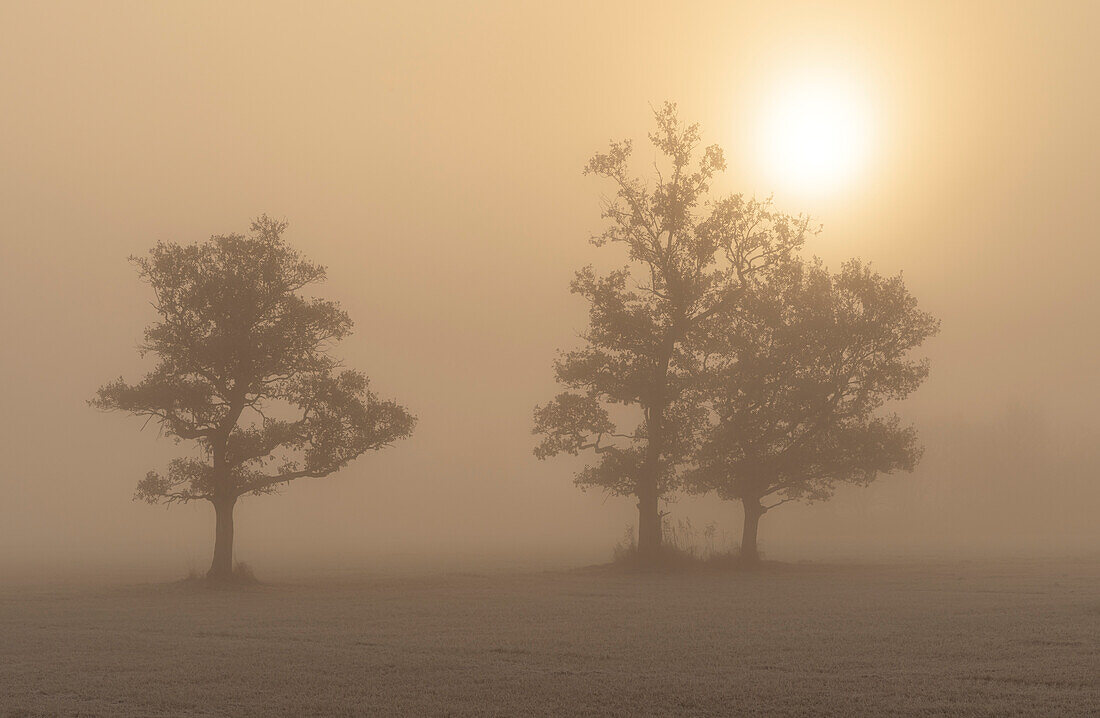 Geheimnisvoller Nebelmorgen im Murnauer Moos im Herbst, Murnau, Bayern, Deutschland, Europa