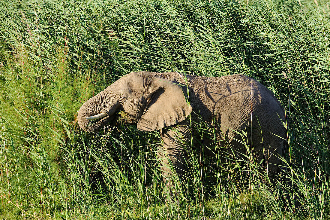 Afrikanischer Elefant (Loxodonta africana) trinken im hohen Gras, Sanbona Wildlife Reserve, Montagu, Südafrika
