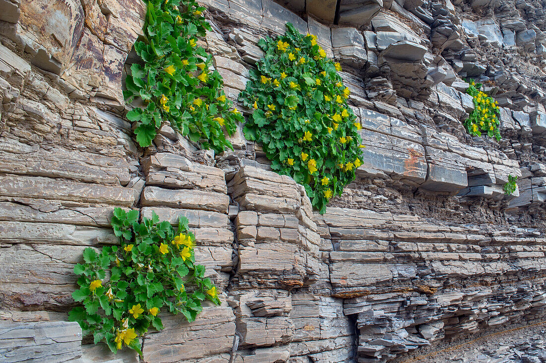 Gelbe Felsennessel (Eucnide Bartonioides) blühend, Big Bend National Park, Texas