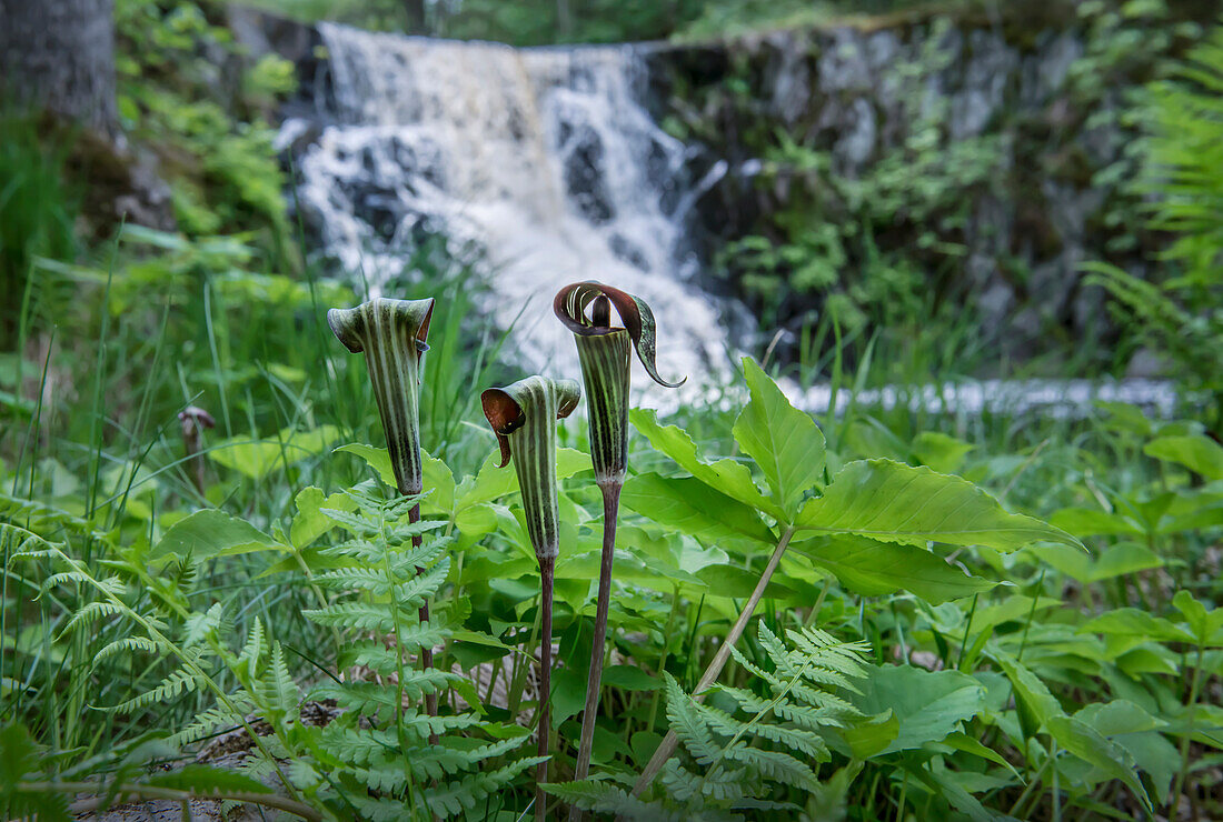 Jack In The Pulpit (Arisaema Triphyllum) Blumen in der Nähe von Wasserfall, Superior National Forest, Minnesota