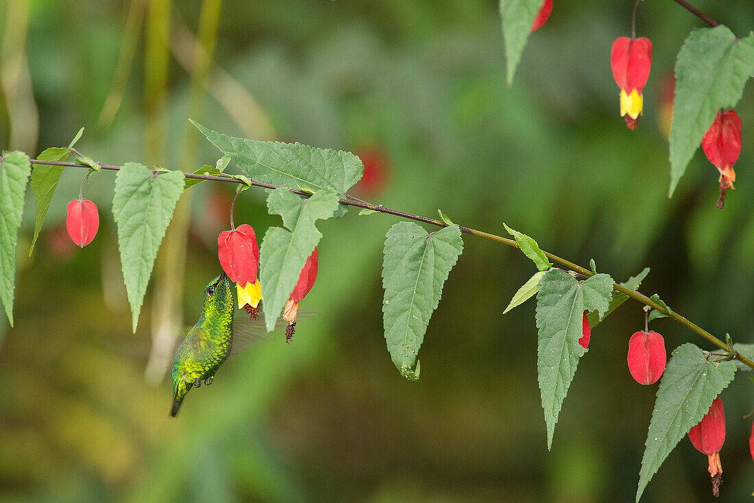 Kurzschwänziger Smaragd (Chlorostilbon poortmani) Kolibri, der sich von Blütennektar ernährt, Kolumbien