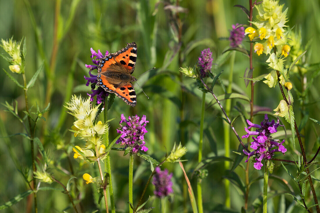 Kleiner Fuchs (Aglais Urticae) Schmetterling, Oberbayern, Deutschland
