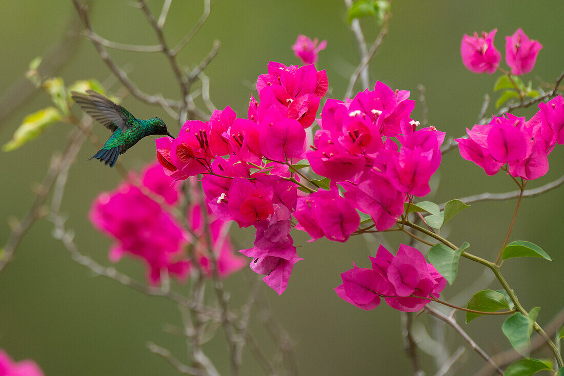 Blue-tailed Emerald (Chlorostilbon mellisugus) Kolibri ernährt sich von Blütennektar, Südamerika