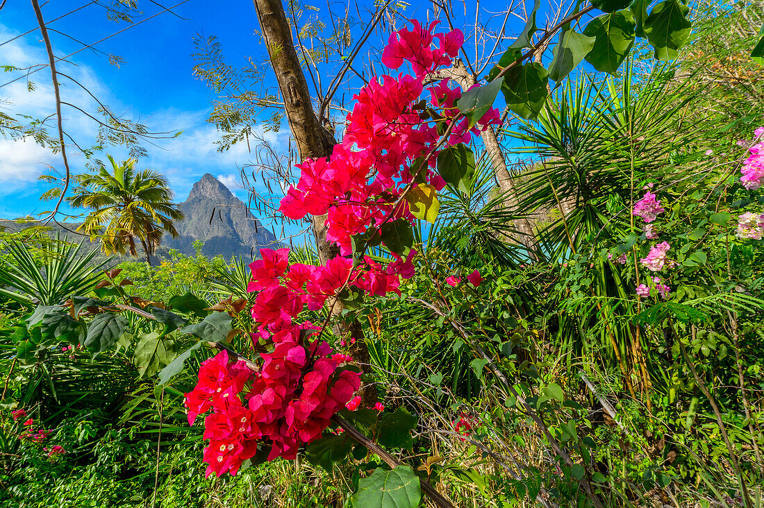 Lila Bougainvillea (Bougainvillea Spectabilis) blühend, St. Lucia, Karibik