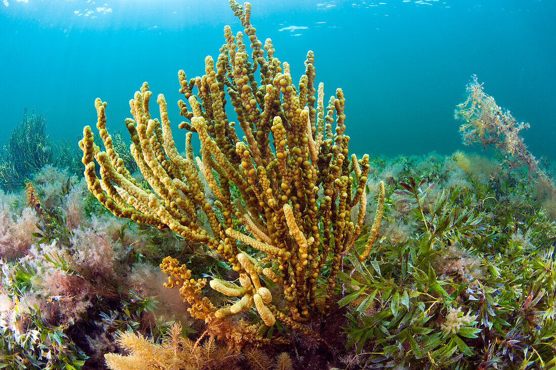 Algen (Scaberia agardhii), Yorke Peninsula, South Australia, Australien