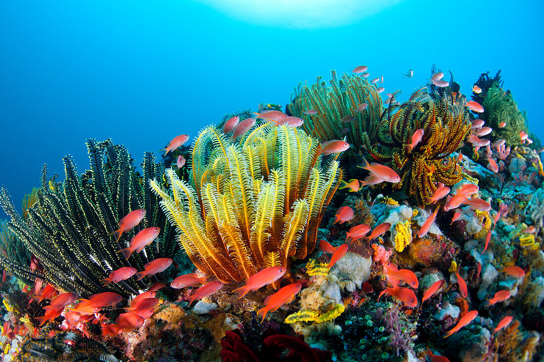 Sea Goldie (Pseudanthias squamipinnis) Schule im Korallenriff mit Federsternen, Great Barrier Reef, Queensland, Australien