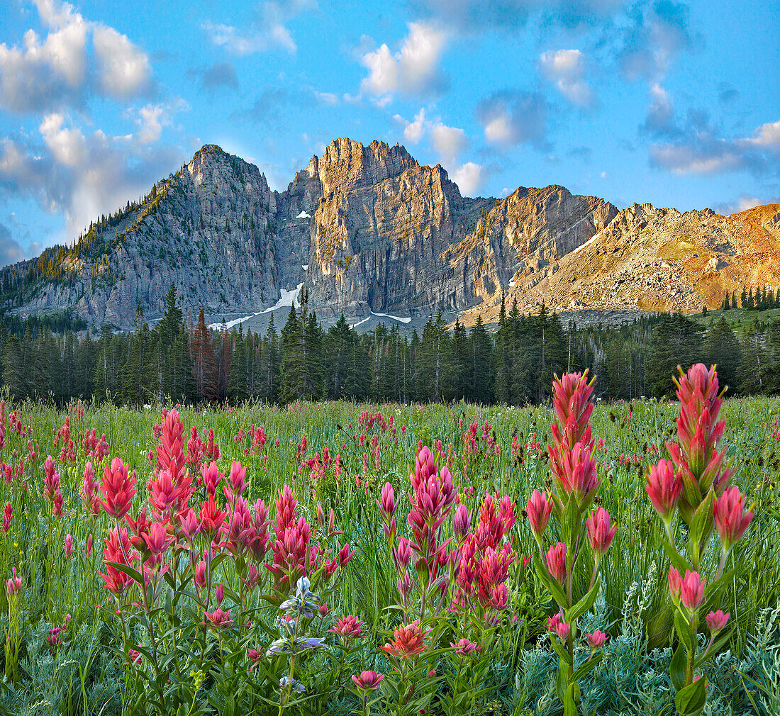 Pinsel (Castilleja sp) Blumen, Albion Basin, Wasatch Mountains, Utah