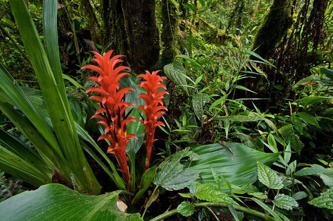 Bromelie (Pitcairnia nigra) im tropischen Regenwald, Mindo, Pichincha, Ecuador