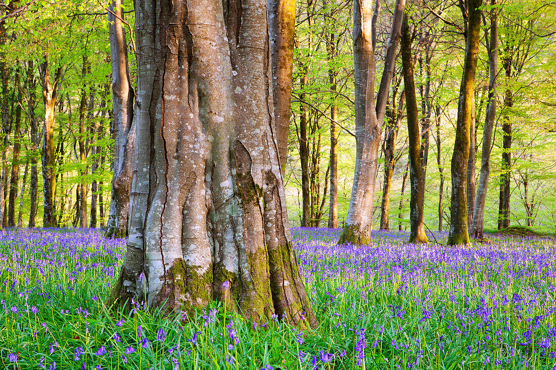 Bluebell (Endymion non-scriptus) blühende Masse, wächst im Waldlebensraum Rotbuche (Fagus sylvatica), Barton Wood, North Devon, England, Mai